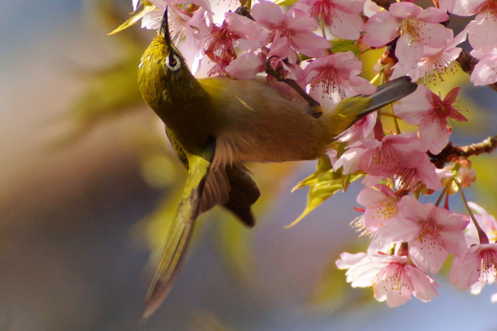 河津桜とメジロ