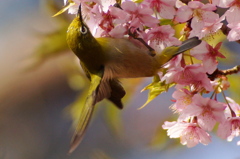 河津桜とメジロ