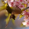 河津桜とメジロ