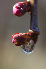 水滴