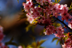 河津桜とメジロ2