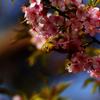 河津桜とメジロ2