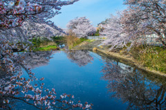 愛知県丹羽郡五条川の桜