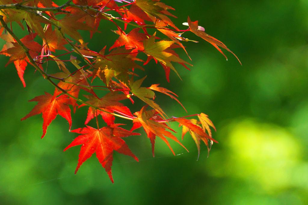 年中紅葉