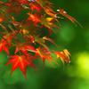 年中紅葉