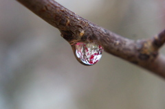 水滴に写り込んだ紅梅
