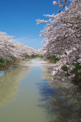 青空と桜