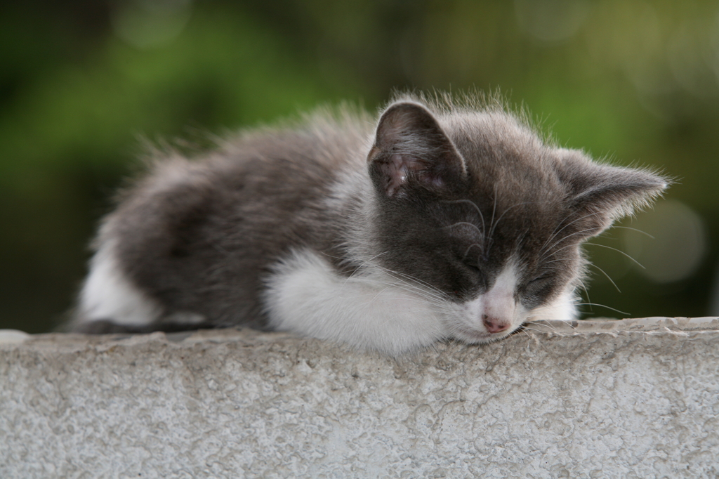 Gatitos(仔猫たち)