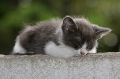 Gatitos(仔猫たち)