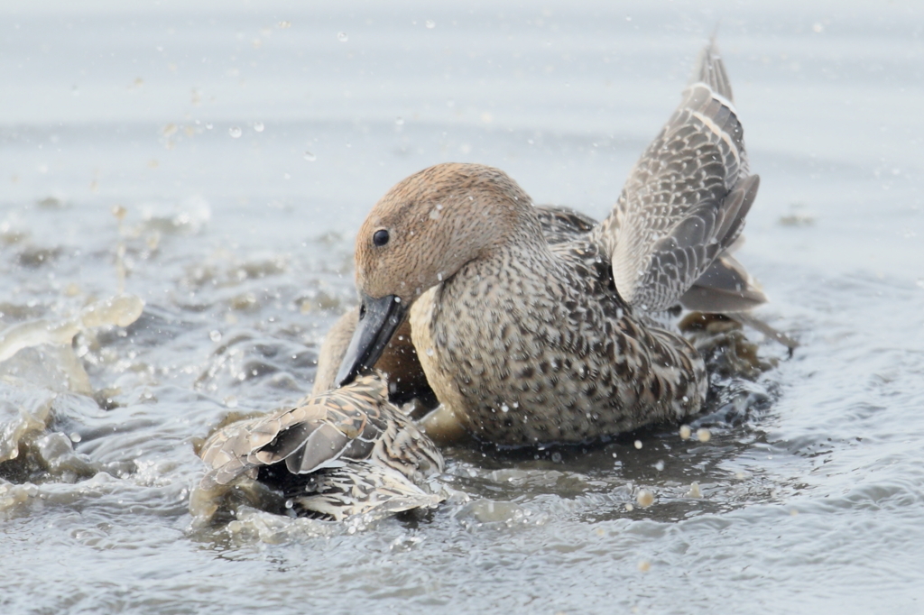 ヘタレがぁ！今日はこれぐらいで勘弁しといたるわぁ！