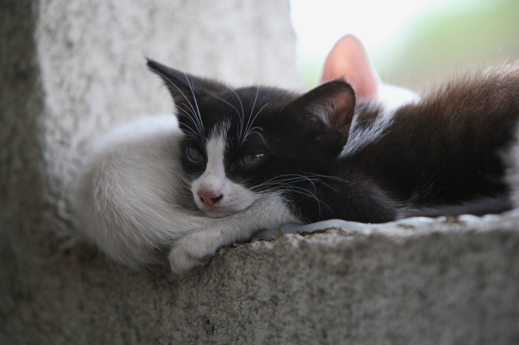 Gatitos(仔猫たち)