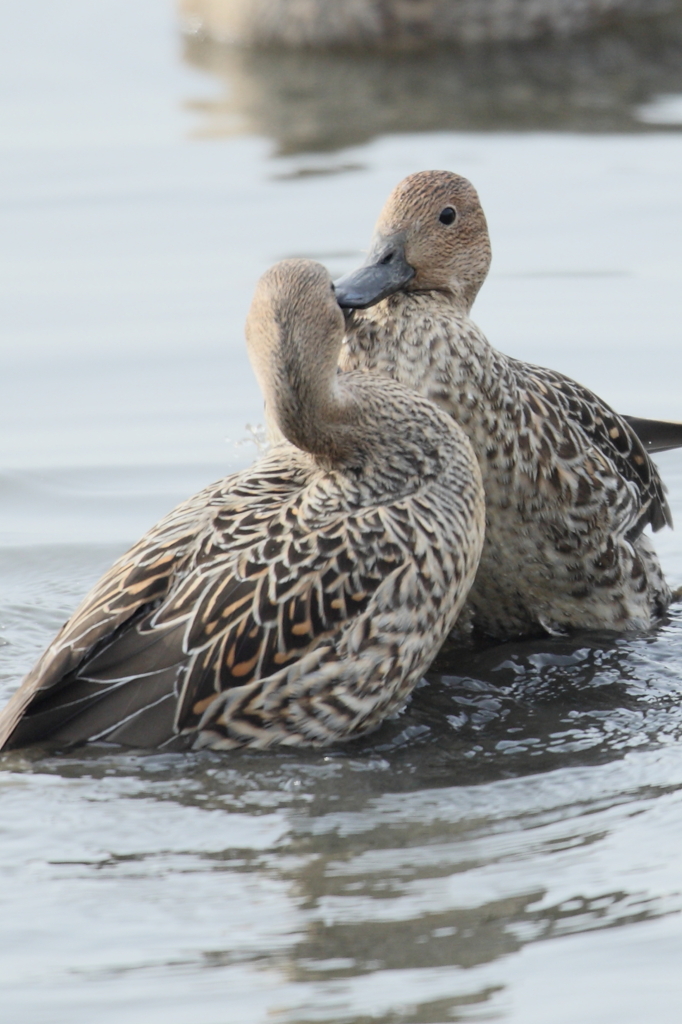 なんやこらぁ～！やんのかぁ！？