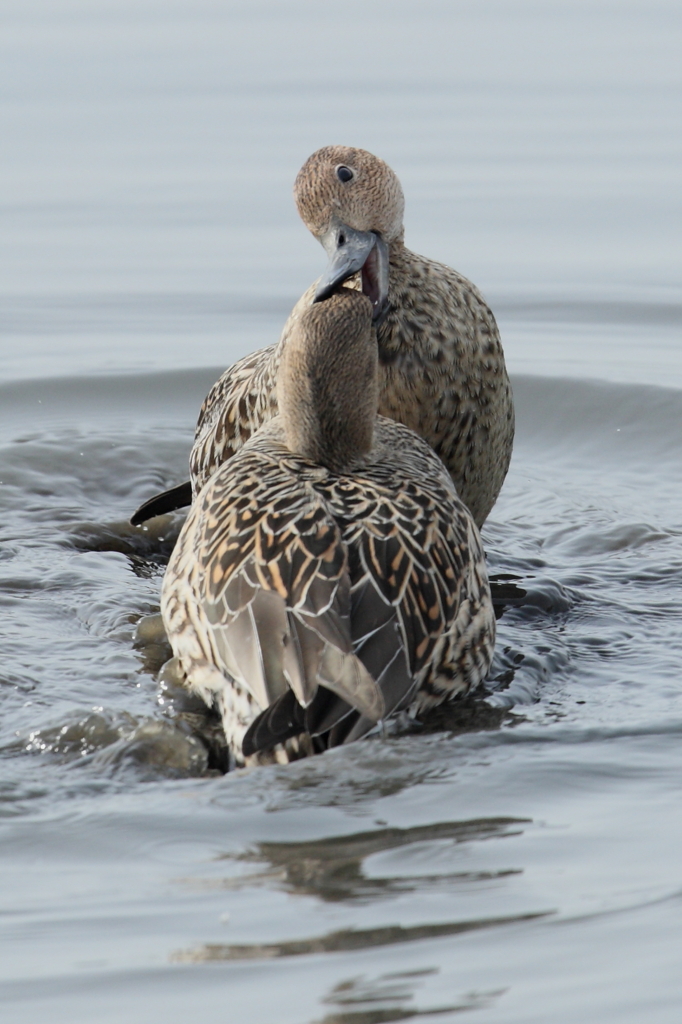 ええ根性、しとるやないけぇ～！