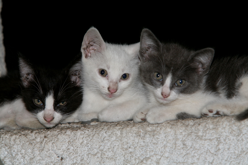 Gatitos(仔猫たち)