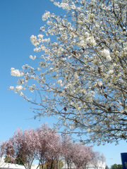 Blue and White