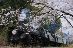 ＳＡＫＵＲＡと桜