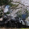 ＳＡＫＵＲＡと桜