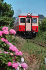 いすみ鉄道アジサイをもとめて