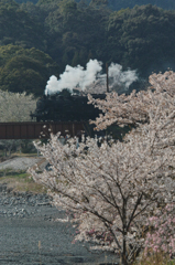 SLと桜
