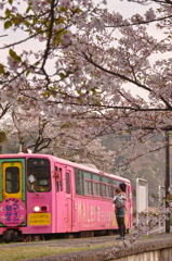 さくらの中でお迎え。