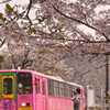 さくらの中でお迎え。