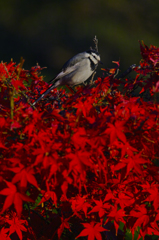 紅白