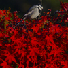 紅白