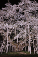 支えてもらい、そして人を引き付け支えに成り、地域の人と成る桜。