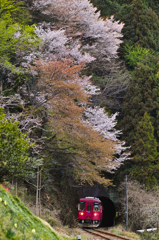 桜とトンネル