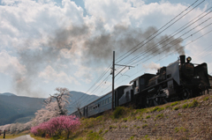 桜の轍