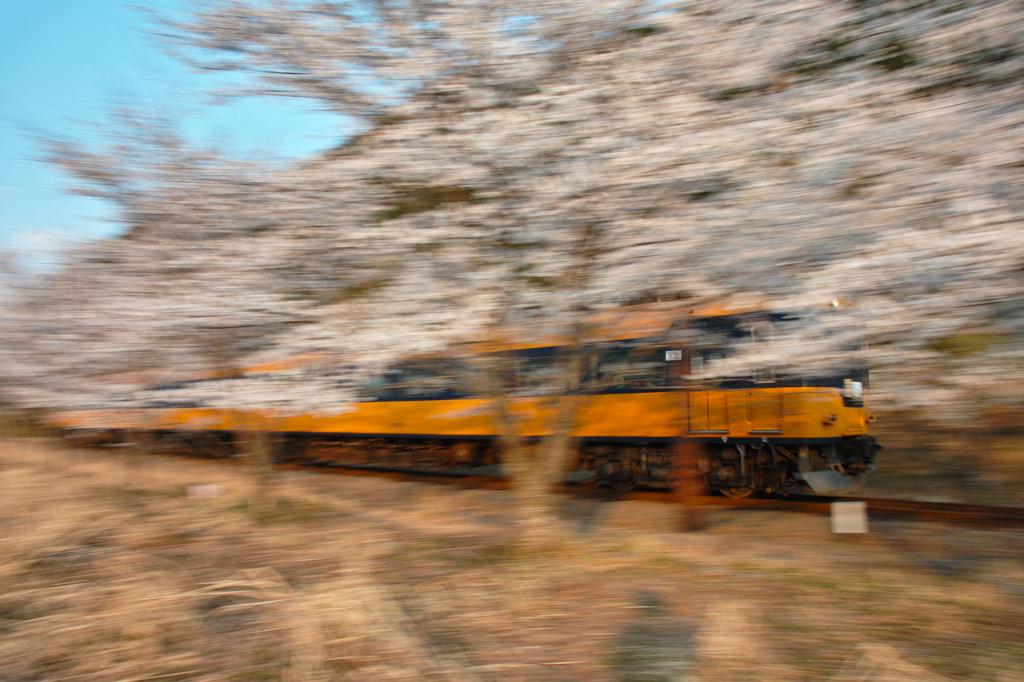桜の海を吉野に馳せる