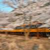 桜の海を吉野に馳せる