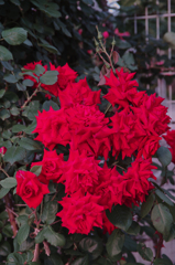 薔薇の花束