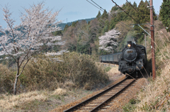 桜咲く