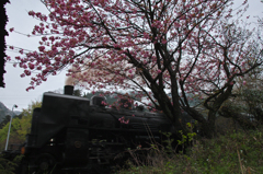 八重桜と