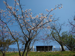いい天気