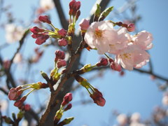 桜咲きはじめ