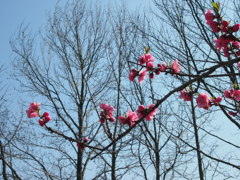 もうすぐ春です