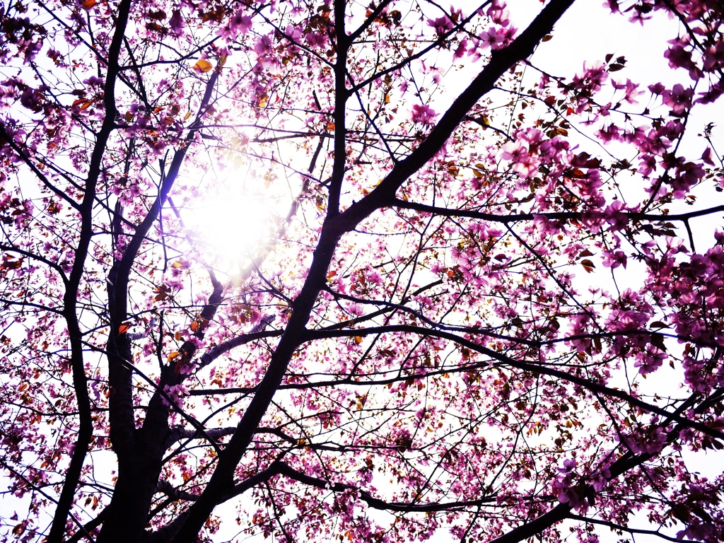 2012 Sakura-10