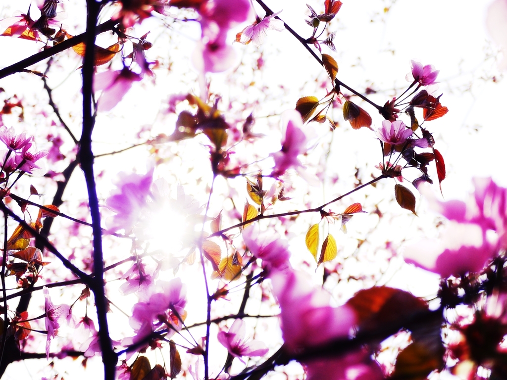 2012 Sakura-09