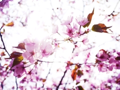 北海道の桜は命短し。