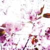北海道の桜は命短し。