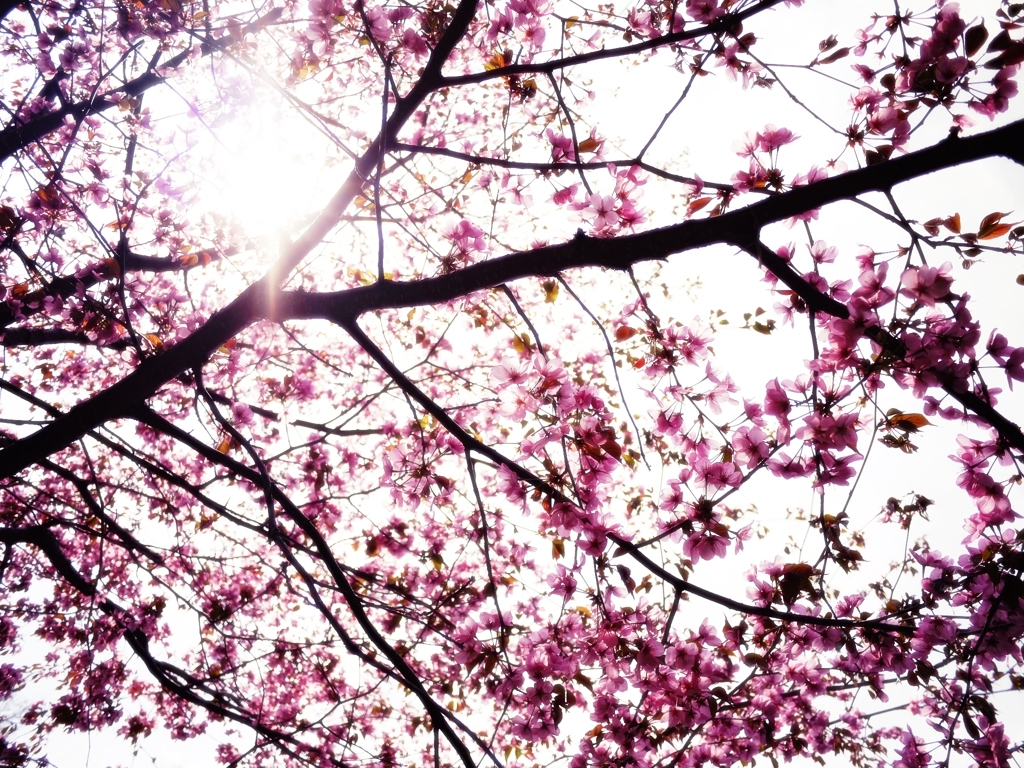 2012 Sakura-12