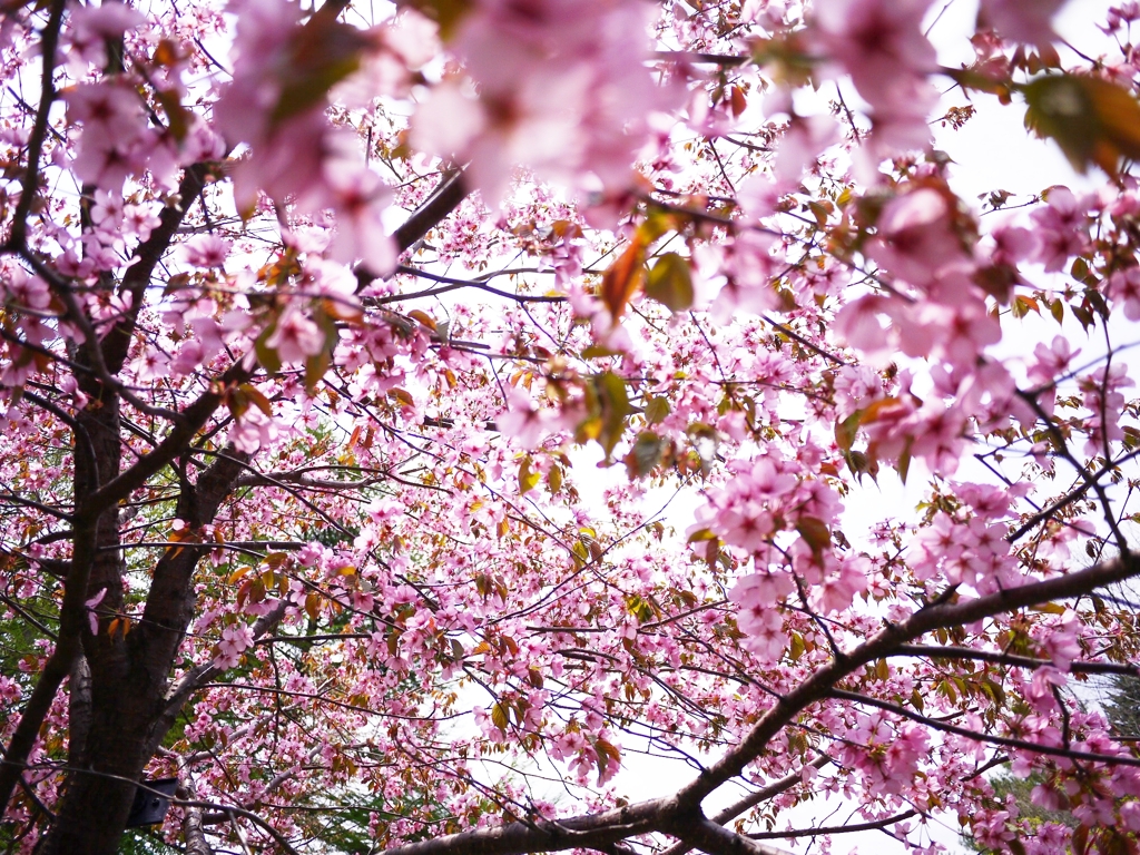 2012 Sakura-02