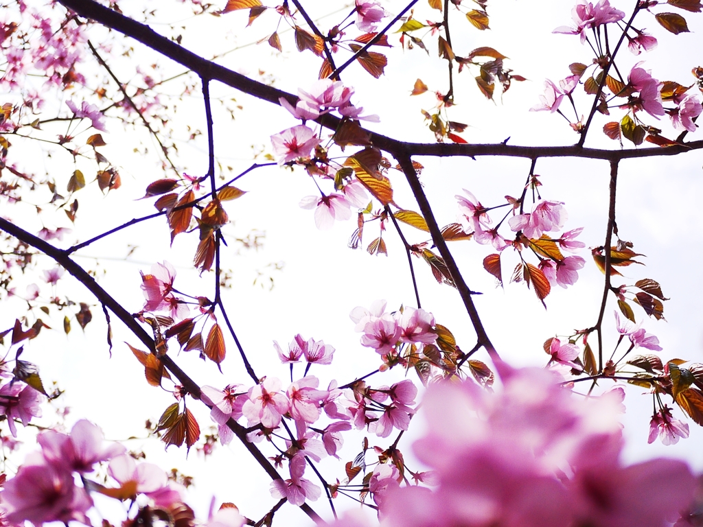 2012 Sakura-04