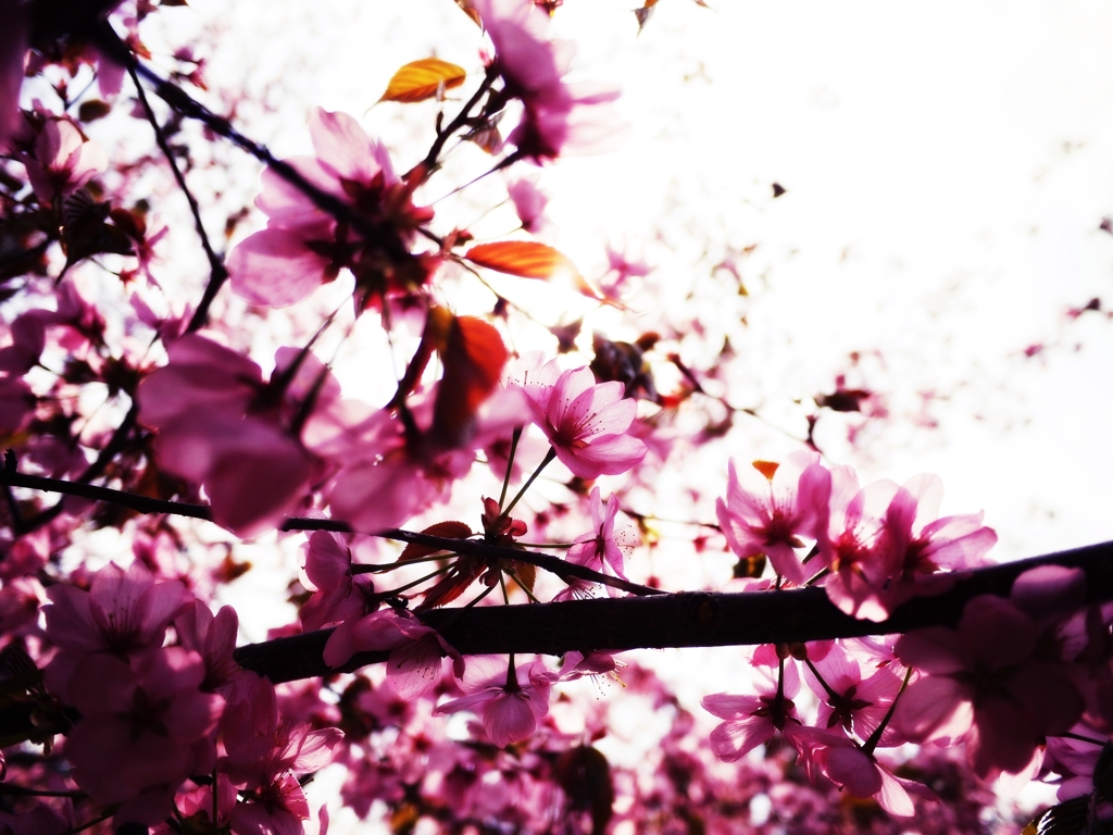 2012 Sakura-14