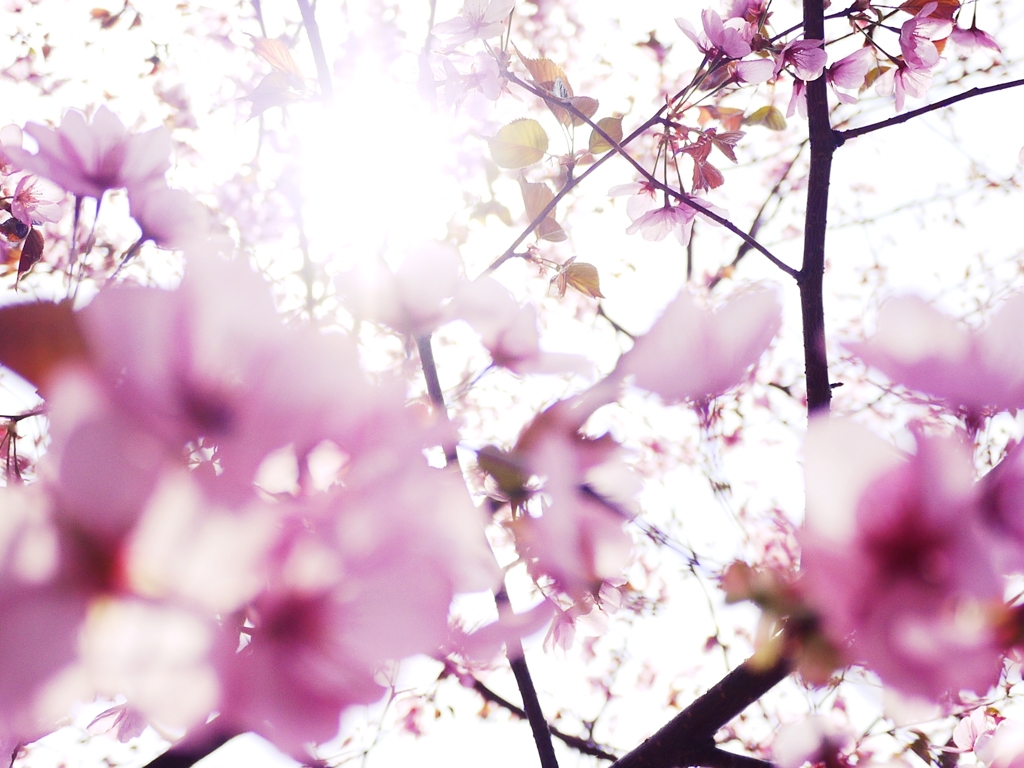 2012 Sakura-03