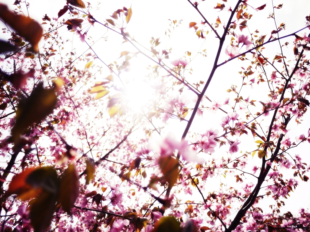 2012 Sakura-18