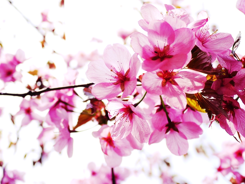 2012 Sakura-06