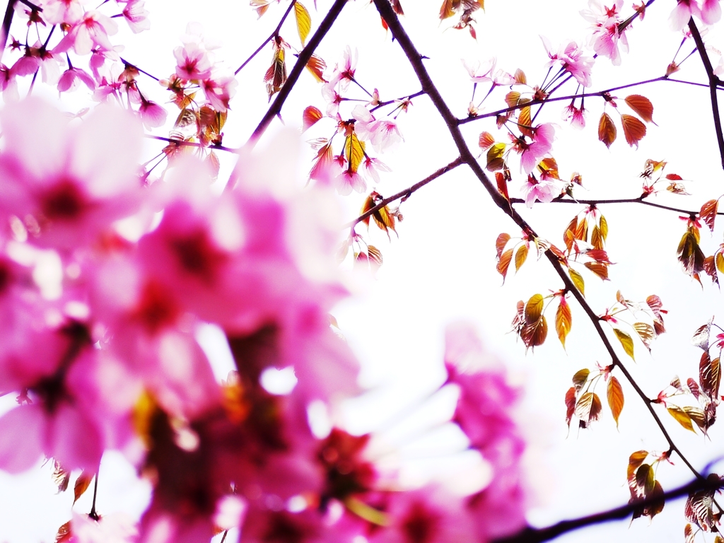 2012 Sakura-05
